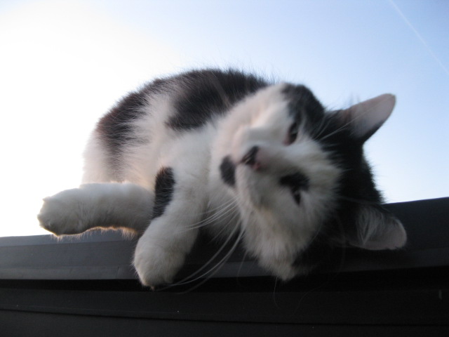 vincent pet sitter à Mandres 27130_4