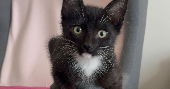 flavy-lou pet sitter à STE GENEVIEVE DES BOIS 91700_1