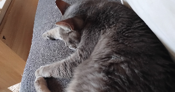 kévin pet sitter à BIARRITZ 64200_3