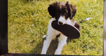 hélène pet sitter à LUDRES 54710_1