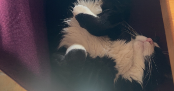 charlotte pet sitter à EYSINES 33320_2