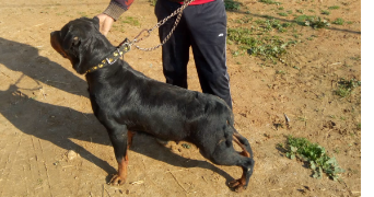 eric pet sitter à PARIS 12 75012_1