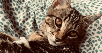 maxime pet sitter à LE TAILLAN MEDOC 33320_3