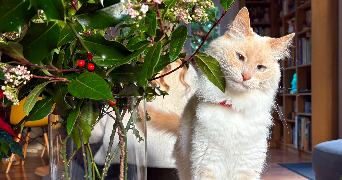 léna pet sitter à LEOGNAN 33850_4