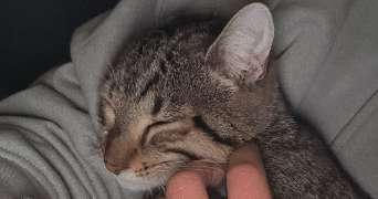 kenza pet sitter à LILLE 59000_3