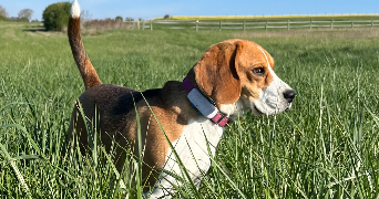 juliane pet sitter à MONTREUIL SUR BRECHE 60480_3