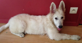 anouk pet sitter à MARSEILLE 12 13012_4