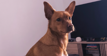 angélique pet sitter à HOENHEIM 67800_2