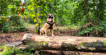 sylvain  pet sitter à DADONVILLE 45300_2