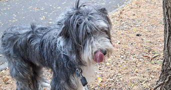 pascal pet sitter à TAVERNY 95150_2