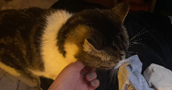 célina pet sitter à LILLE 59000_5