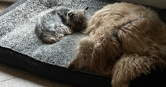 camille pet sitter à PLAISIR 78370_3