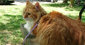 nathan pet sitter à ASTILLE 53230_1