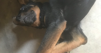 morgane pet sitter à VILLEFRANQUE 65700_5