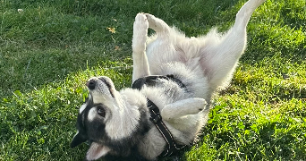 Yémisi pet sitter à AUBERVILLIERS 93300_4