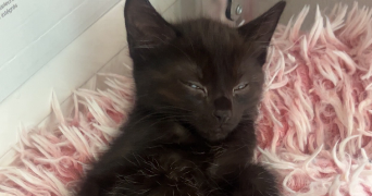 alice pet sitter à Pont-Péan 35131_6