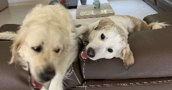 clara pet sitter à ALLAUCH 13190_2