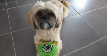 nadine pet sitter à GENECH 59242_3