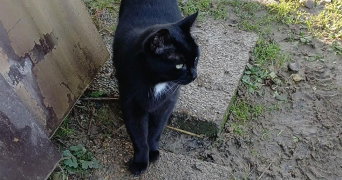 loïse pet sitter à LYON 03 69003_1