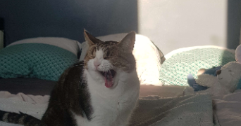 eline pet sitter à RONCQ 59223_1