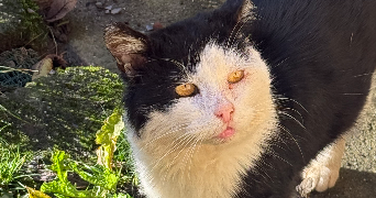 ophélie pet sitter à PONT L EVEQUE 14130_2