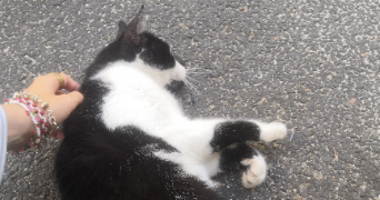 malou pet sitter à NANTES 44000_2
