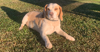 inès pet sitter à BORDEAUX 33000_1