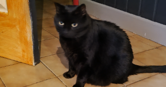 angelique pet sitter à GUERARD 77580_3
