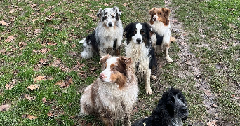 line pet sitter à GIF SUR YVETTE 91190_5