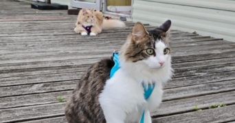 lucie pet sitter à GUICHEN 35580_2