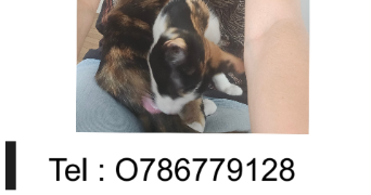 ambre pet sitter à ST MANDE 94160_3