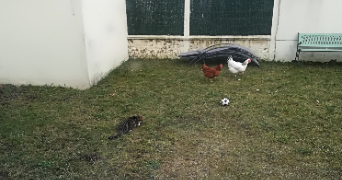 stéphanie pet sitter à VILLIERS SUR MARNE 94350_1