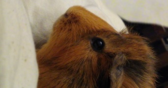 déborah pet sitter à ETAMPES 91150_5