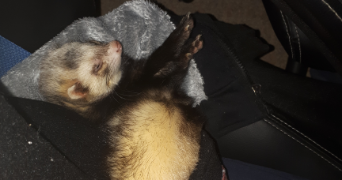 elisa pet sitter à BESANCON 25000_3