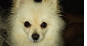 aurelie pet sitter à Sadournin 65220_0