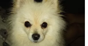aurelie pet sitter à Sadournin 65220