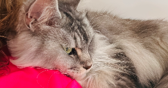 vanessa cat sitter à BELLEGARDE 30127_1