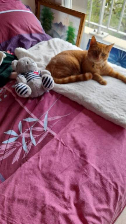 Joëlle cat sitter à Colombes 92700_4