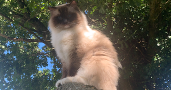 clara pet sitter à PLAISIR 78370_4