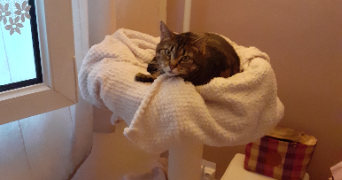 sophie pet sitter à TRAPPES 78190_2