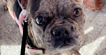 marie-rose pet sitter à DRAGUIGNAN 83300_2