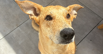 ines pet sitter à BEZIERS 34500_3