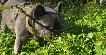 maelys pet sitter à MAISONS ALFORT 94700_2