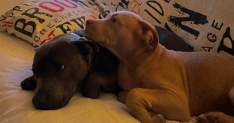 ophélie pet sitter à Beynes 78650_3