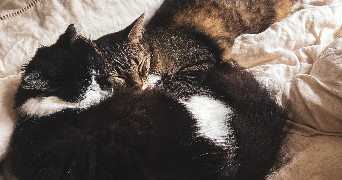 marielle pet sitter à Bagnols-sur-Cèze 30200_3