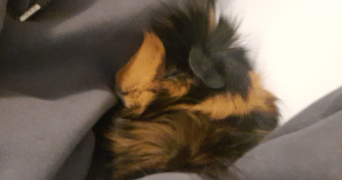 elodie pet sitter à NEUILLY SUR MARNE 93330_2