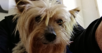olivier pet sitter à VANVES 92170_3