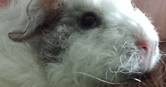 christelle pet sitter à PAVILLY 76570_3