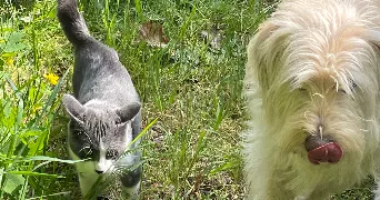 camille pet sitter à ST PIERRE LES NEMOURS 77140