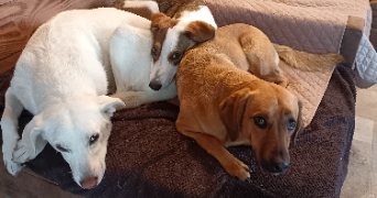 julie pet sitter à OLIVET 45160_1